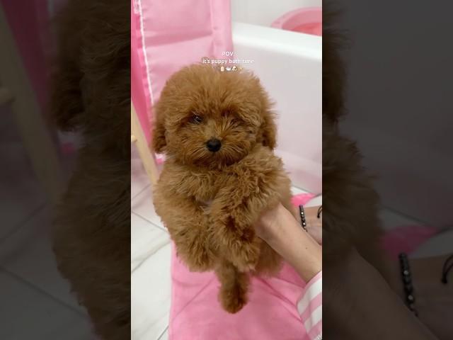 it’s bath time! #shorts #puppy #pink #asmr #asmrvideo #poodle #viralvideo