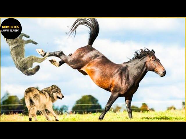 Surpresa! Lobos Caçam Cavalos Selvagens E Qual O Final | Animais Selvagens