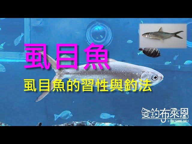 (25) 虱目魚的習性與釣法【知魚不龜系列】