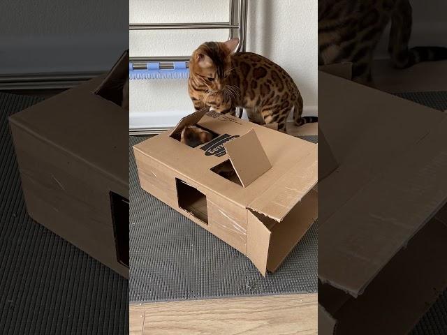 Игра котов с коробкой. Cats playing with a box. shorts short