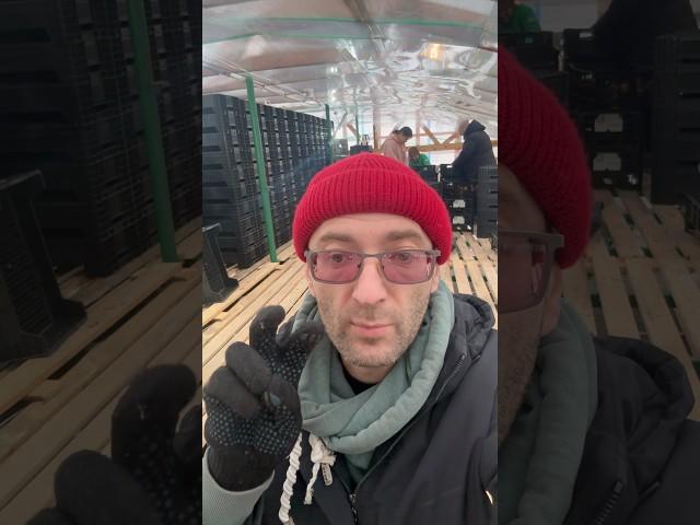 Тюльпаново