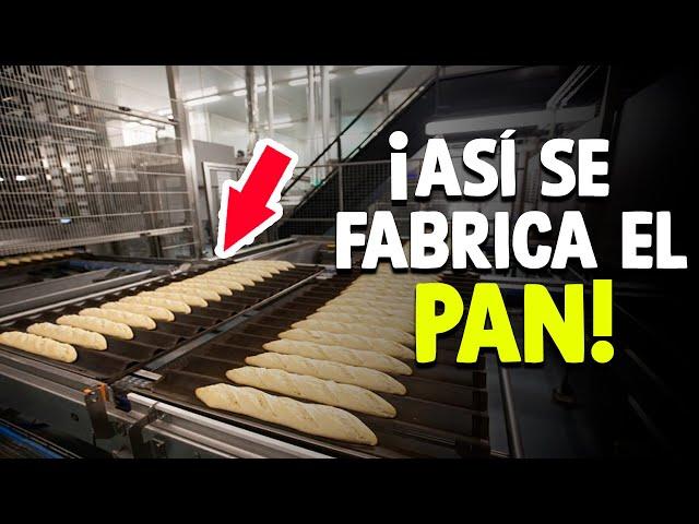 Cómo Se Hace El Pan? [Proceso Completo]