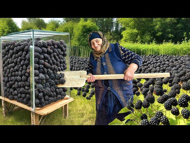 Tons of Blackberries Growing in this Village! Making Lots of Blackberry Jam!