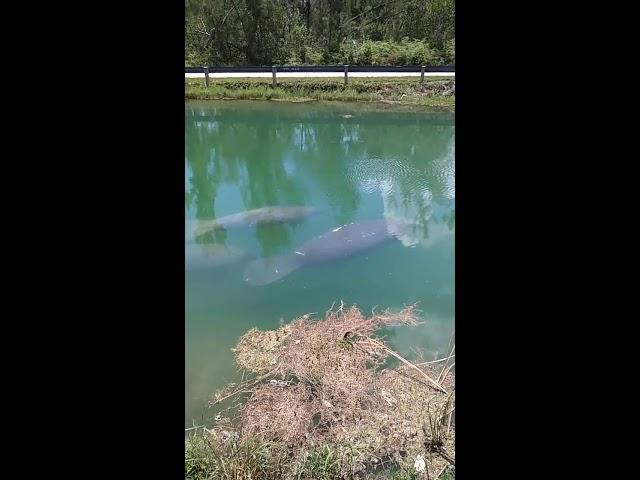 Inmenso Manatee en Los canales de agua dulce de Miami