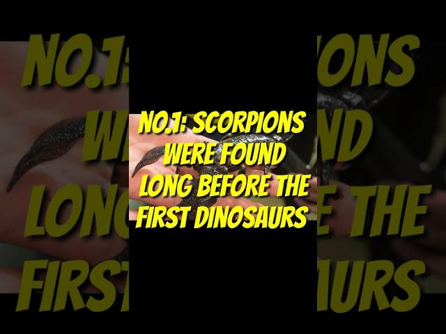 5 Facts about Scorpions
