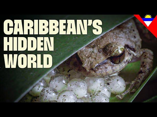 Amazing Caribbean Creatures | FULL DOCUMENTARY | Destination Wild: Wild Islands |@UltimateNatureDocs