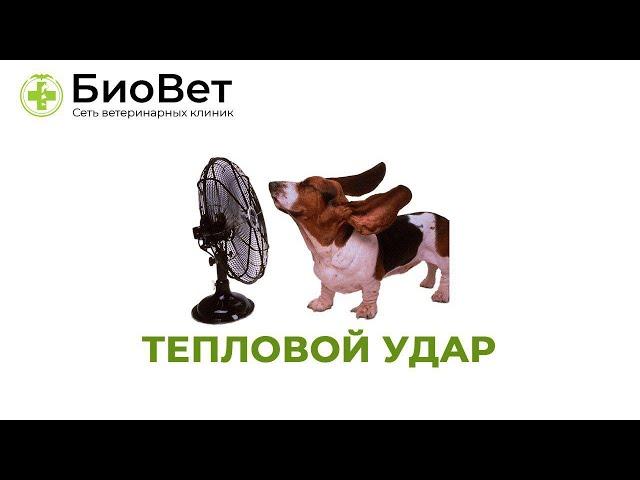 Тепловой удар // признаки, симптомы, первая помощь.