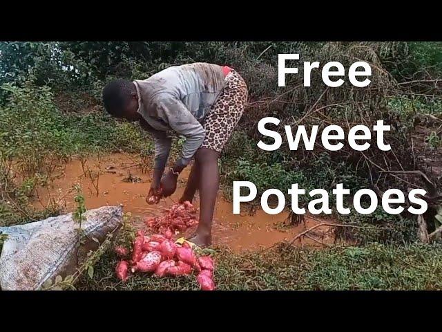 Harvesting FREE Sweet Potatoes - African Village Life