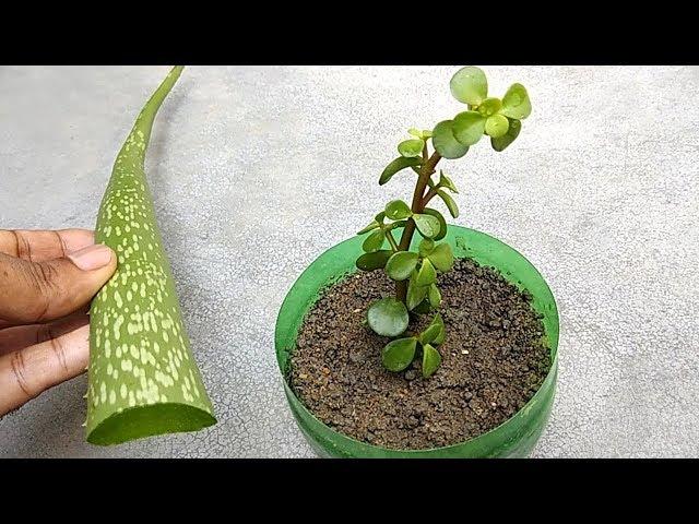 Grow any plants from cuttings using natural rooting hormone | Grow from cuttings