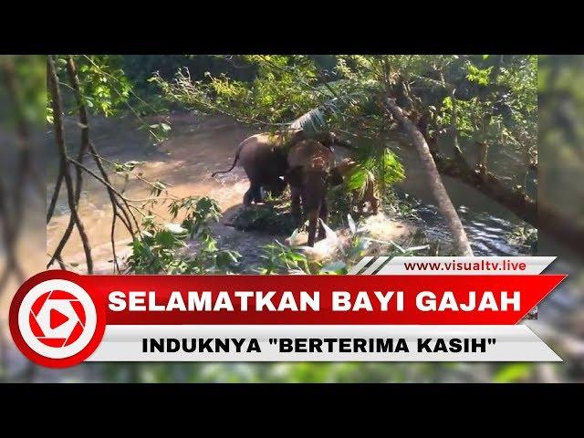 Mengharukan! Induk Gajah Ini "Berterima Kasih" Setelah Anaknya Diselamatkan