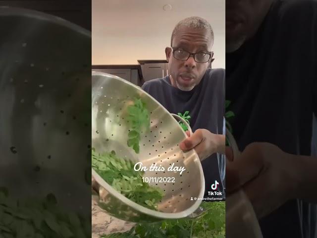 Harvesting Brilliance: Andre Farm's Moringa Cleaning Magic Revealed!