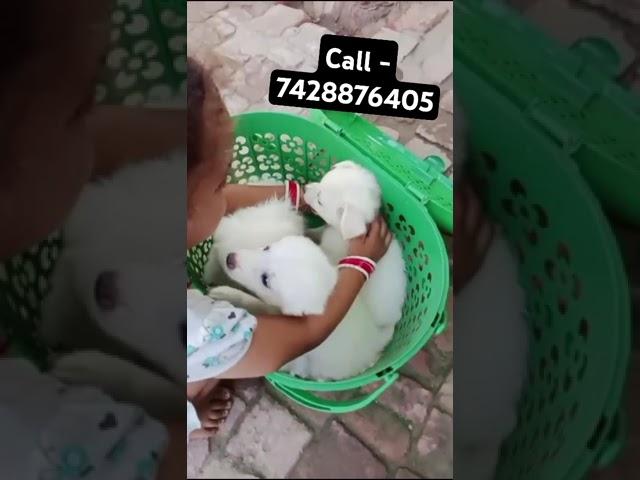 Pomerian puppy sale || pomerian puppy in delhi || Spitz puppy sale || pet shop In delhi || pom puppy