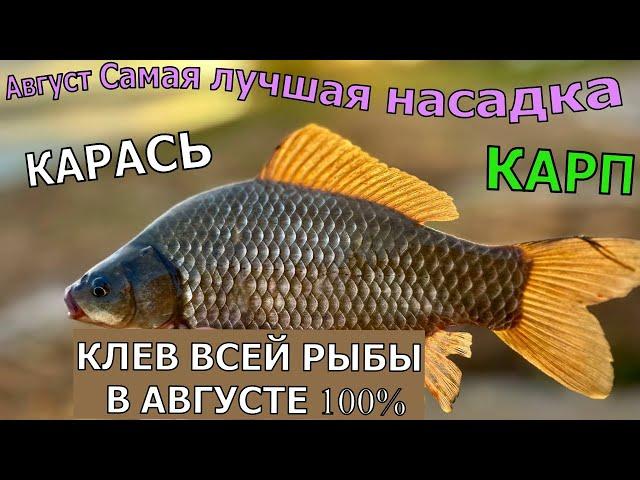 5 МИНУТ И КРУПНЫЙ КАРАСЬ . ОТ НЕЁ ДУРЕЕТ ВСЯ РЫБА . Супер рыболовная насадка для карася и карпа