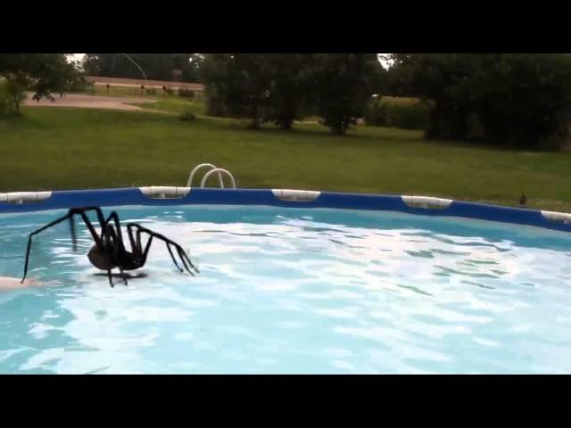 Spiders do walk on water and they have attacked!