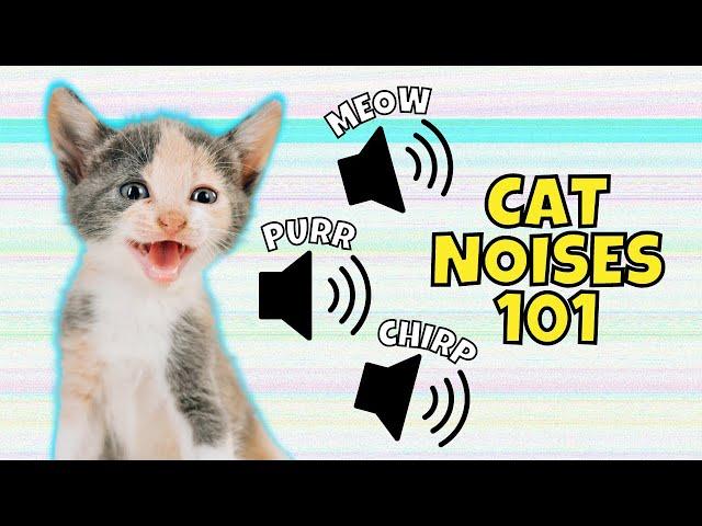 8 Common Cat Noises & What They Mean