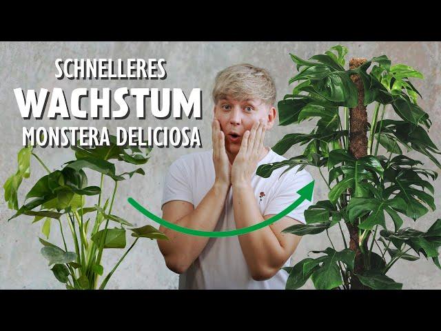 So wächst deine Monstera SCHNELLER! Meine 9 besten Tipps ‍️(Fensterblatt)