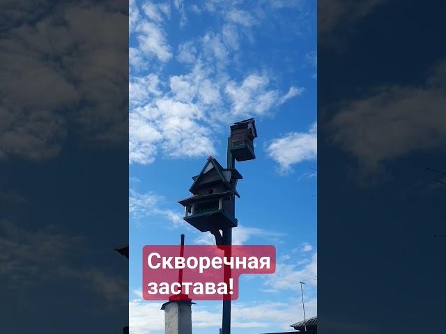 Скворечная застава️ #дом #вдохновение #сад #садмечты
