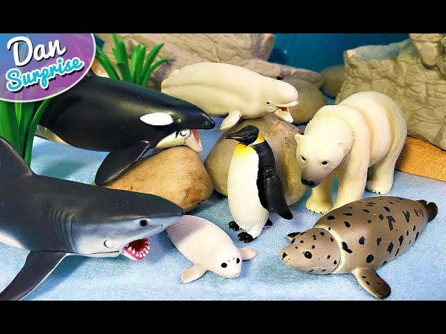 10 Gorgeous Marine Sea Animals - Polar Bear, Orca, Penguin, Seal, Beluga, Shark, Whaleshark, Turtle