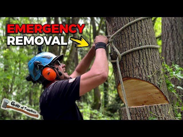 Emergency Tree Removal To Save A House - Bigleaf Maple Logging