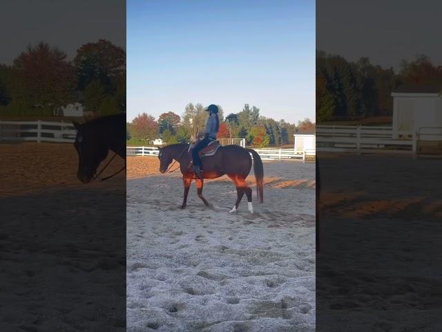 That lead change ‍ she’s so cute || #pattern #practice #eqteam #aqha #grace
