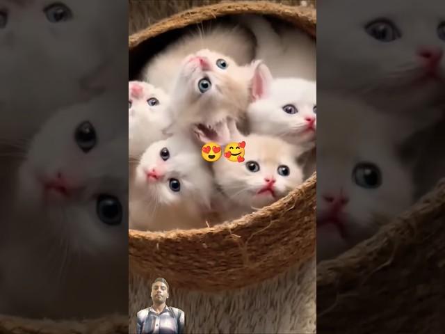 all qute cat || #cat #turkishcat #kitten @atiqanikaenter10ment