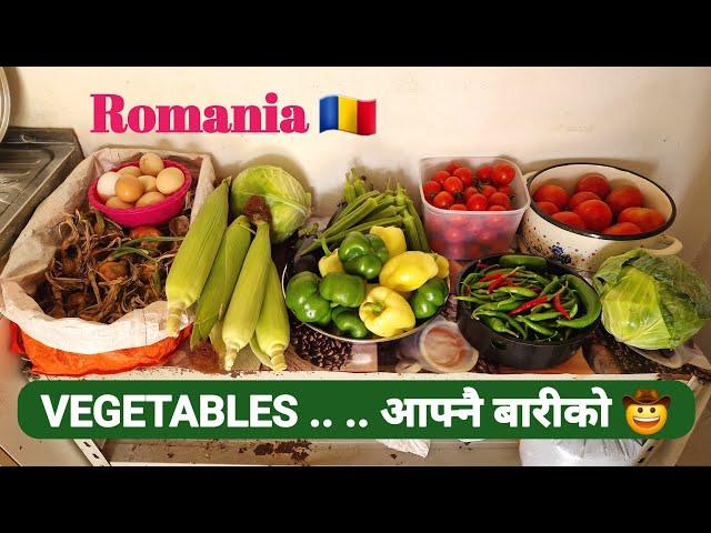 Prundu  || " VEGETABLES " आफ्नै बारीको  || Romania Agriculture work ️