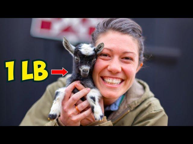 The Story of Milk Dud, the World's Smallest Goat