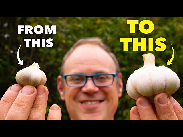 How to Grow the Biggest Garlic (Start Early)