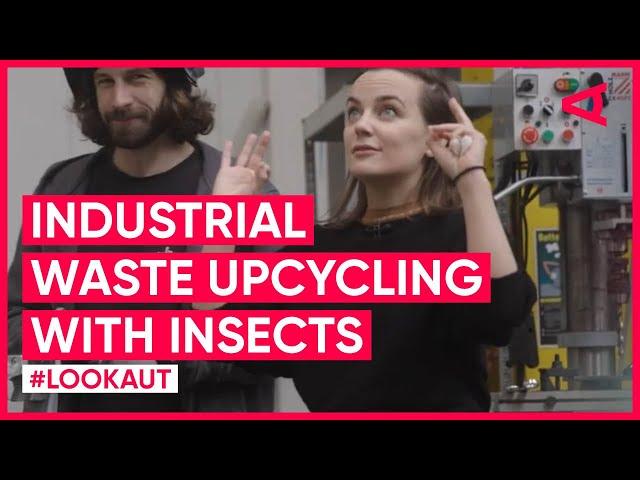 Industrial Waste & Insects: A Perfect Match for Sustainability | LOOKAUT