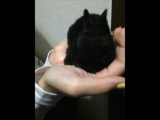 黒いウサギの赤ちゃんが穴から出てきました！！