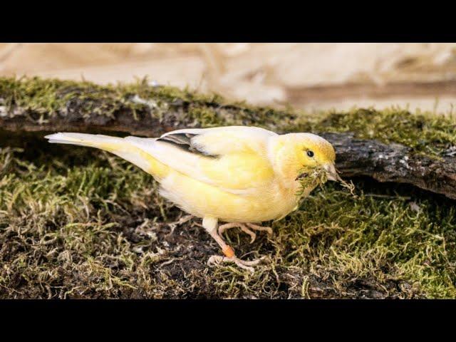 kanarienvogel singt