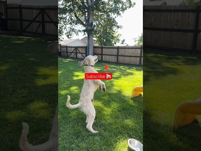 Thank you #dog #buddy #dog #cute #dogball #dogbreed #goldendoodle #funny #puppy