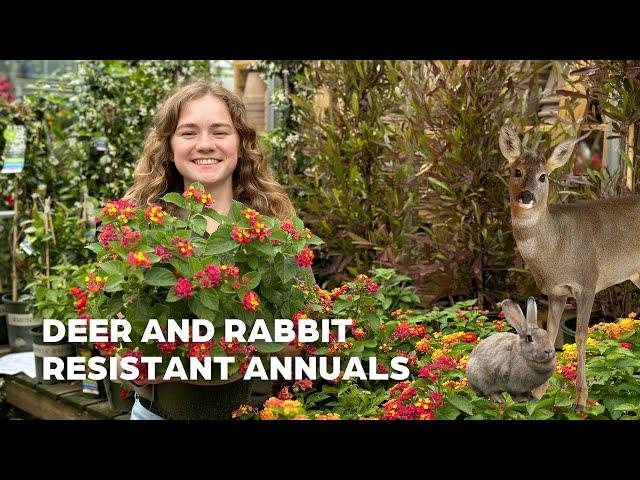 Deer and rabbit resistant annuals