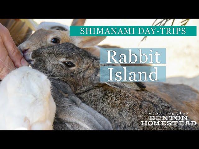 Rabbit Island + Poison Gas Museum » Shimanami Kaido Day-Trips » From Ōmishima, Imabari, Ehime, Japan