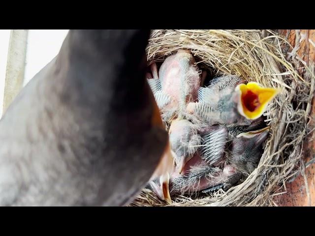 Baby Birds with their Parents : Baby Birds Resting In the Nest