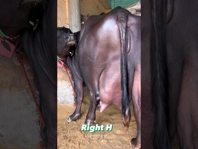 ️WORLD'S BIGGEST UDDER BUFFALO ️ #shorts #dairyfarming #cattle