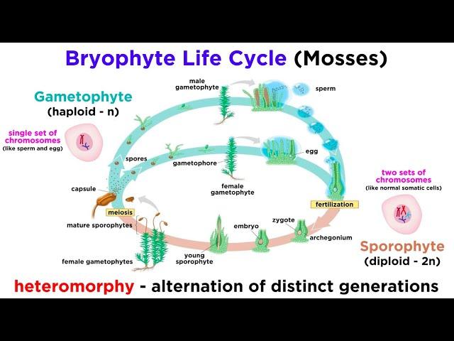 Bryophytes and the Life Cycle of Plants