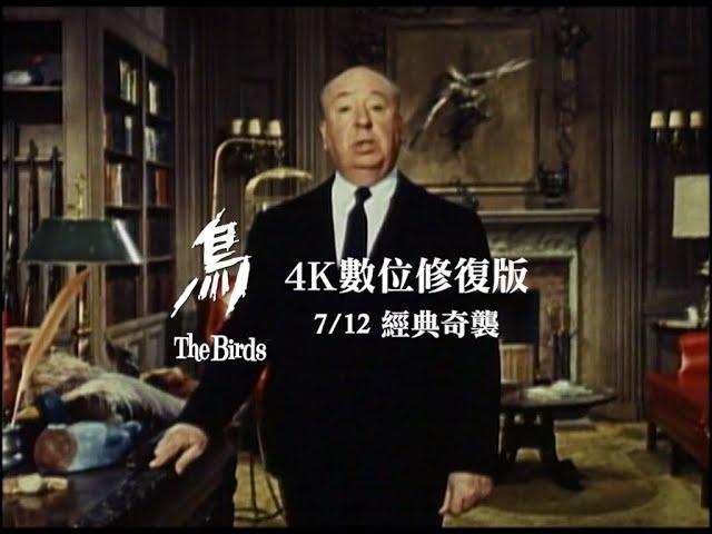 7.12《鳥 The Birds》4K數位修復版｜經典重映奇襲大銀幕、希區考克與你有約