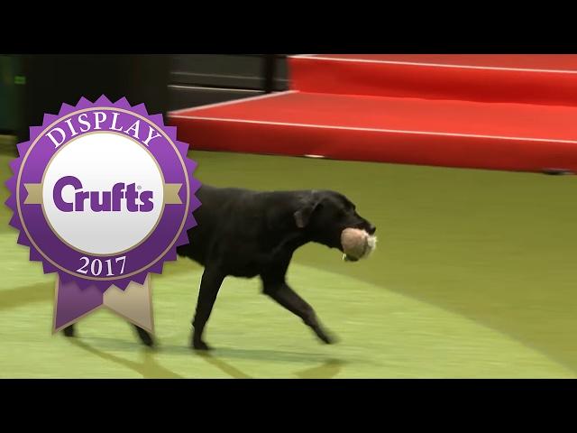 Gundog Display with Philippa Williams - Castlemans Gundogs | Crufts 2017