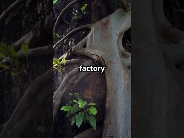 #facts