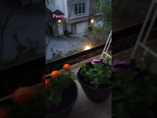 ранок. #surrey #flowers #home