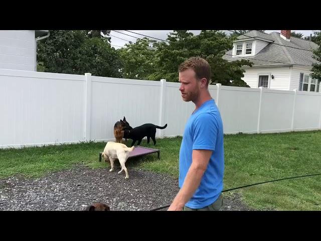 Walter the anxious dog