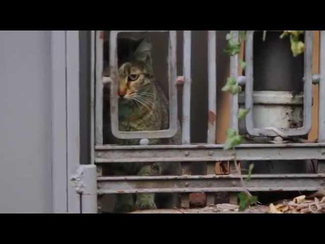 Not Feline Quite So Green! Green Cat Of Varna Is Washed