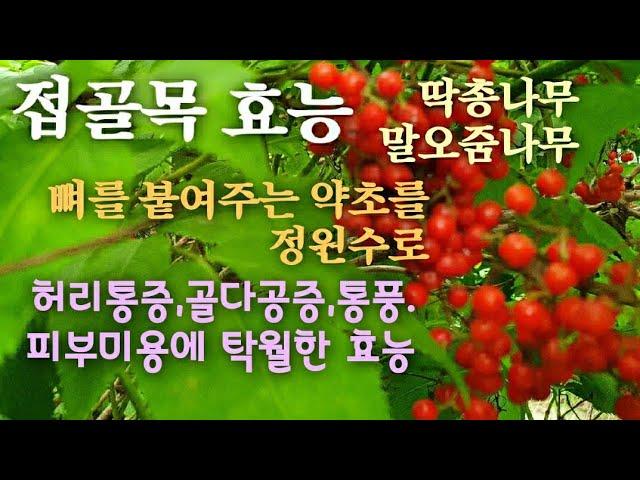 접골목 효능/뼈를 붙여주는 접골목/허리통증,골다공증,이뇨작용,통풍,피부미용등에 탁월한 효능