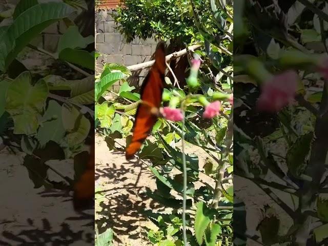 Borboleta de cor laranja