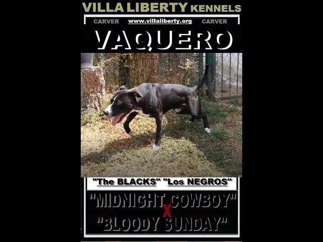 VILLA LIBERTY´S "VAQUERO" The Pit Bull