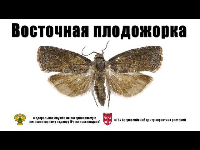 Восточная плодожорка (Grapholitha molesta Busck.)