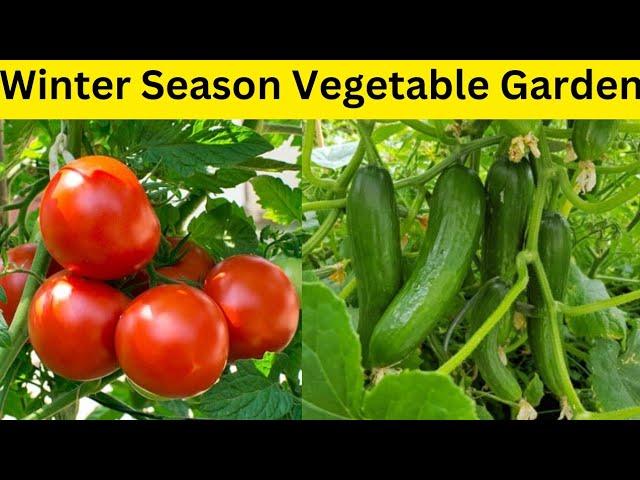 Winter Vegetable Gardening At Home / How To Grow Winter Vegetables At Home