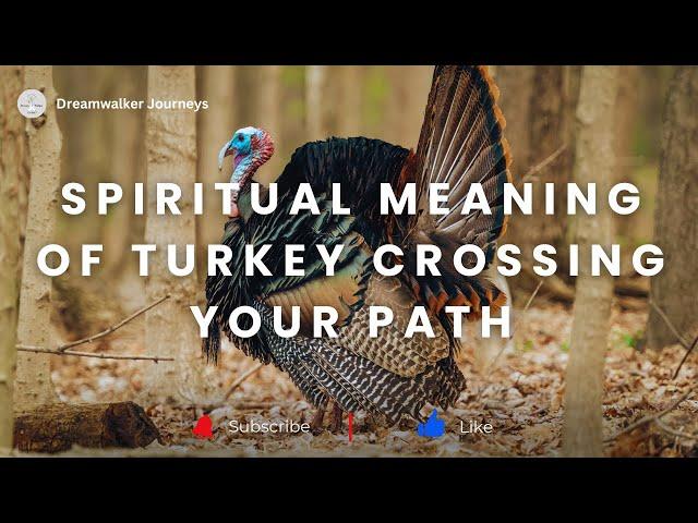 Spiritual Meaning of Turkey Crossing Your Path | Turkey Spiritual Meaning