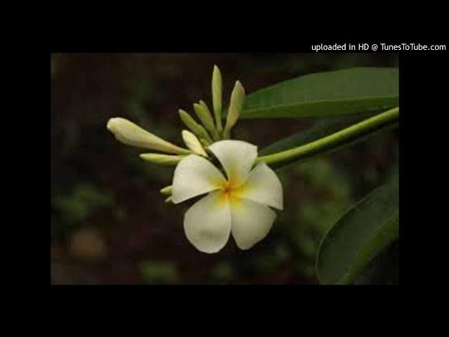 Stephen Rutherford - Miss Niue